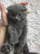 Шотландская вислоухая кошка.