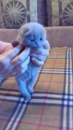 Шотландская вислоухая кошка.