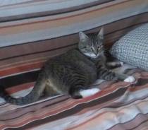 Кошки.