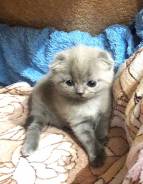 Шотландская вислоухая кошка.