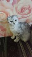 Шотландская кошка.