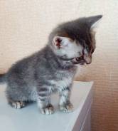 Шотландская кошка.