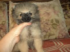 Померанский шпиц.