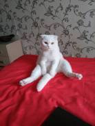 Шотландская прямоухая кошка.