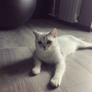 Британская кошка.