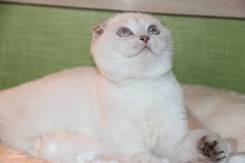 Шотландская вислоухая кошка. Под заказ