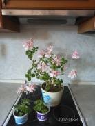Пеларгония.