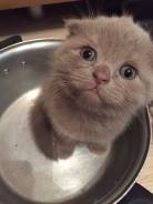 Шотландская вислоухая кошка.