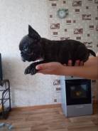Французский бульдог.