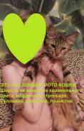 Кошки.