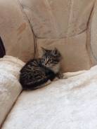 Кошки.
