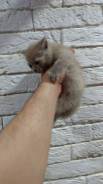 Британская кошка.