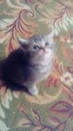 Шотландская кошка.
