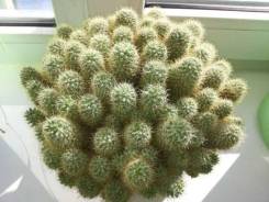 Кактус.