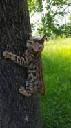 Бенгальская кошка.
