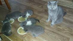 Британская кошка.