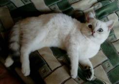 Шотландская кошка.
