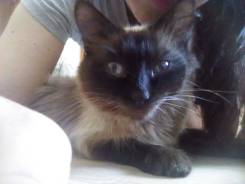 Сиамская кошка.
