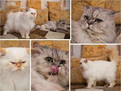 Кошки.