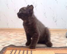 Шотландская прямоухая кошка.