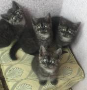 Шотландская прямоухая кошка.