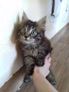 Кошки.