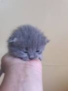 Шотландская кошка.