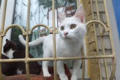 Котик миленький