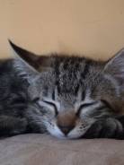 Кошки.