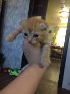 Шотландская вислоухая кошка.