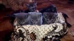 Шотландская прямоухая кошка.