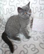 Шотландская прямоухая кошка.