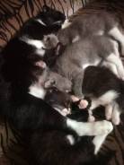 Шотландская вислоухая кошка.