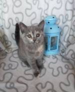 Шотландская прямоухая кошка.