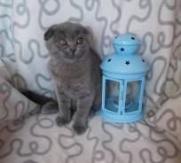 Шотландская вислоухая кошка.