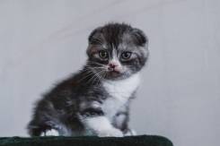 Шотландская вислоухая кошка.