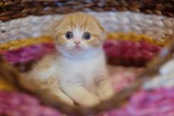 Шотландская кошка.