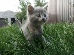 Британская кошка.