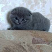 Шотландская вислоухая кошка.