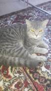 Отдам кота