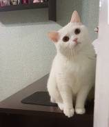 Британская кошка.
