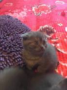 Шотландская вислоухая кошка.