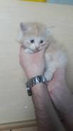 Отдам котенка
