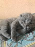 Шотландцы кошка