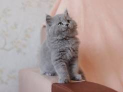 Британская кошка.