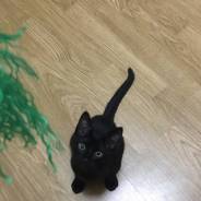 Кошки.