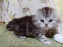 Шотландская вислоухая длинношерстная кошка.