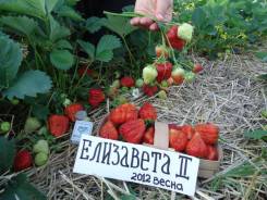 Клубника. Под заказ