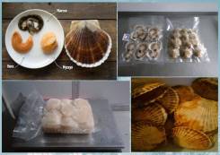 Морской гребешок.