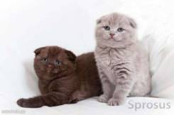 Шотландская вислоухая кошка.
